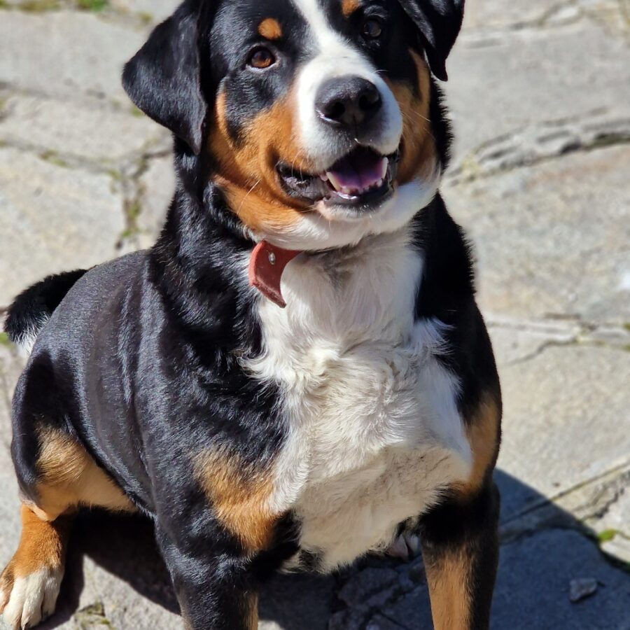 Toby