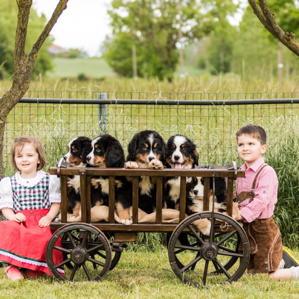bernese bimbi matteoe titta