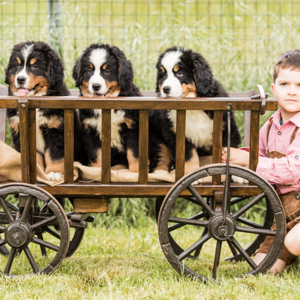 bernese matteo