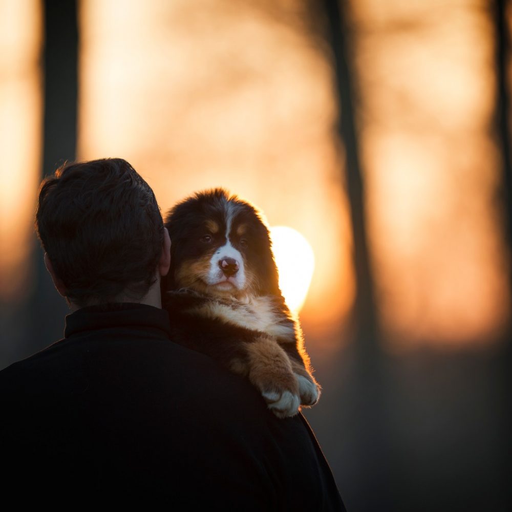 bernese1