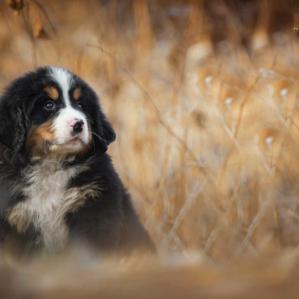 bernese10