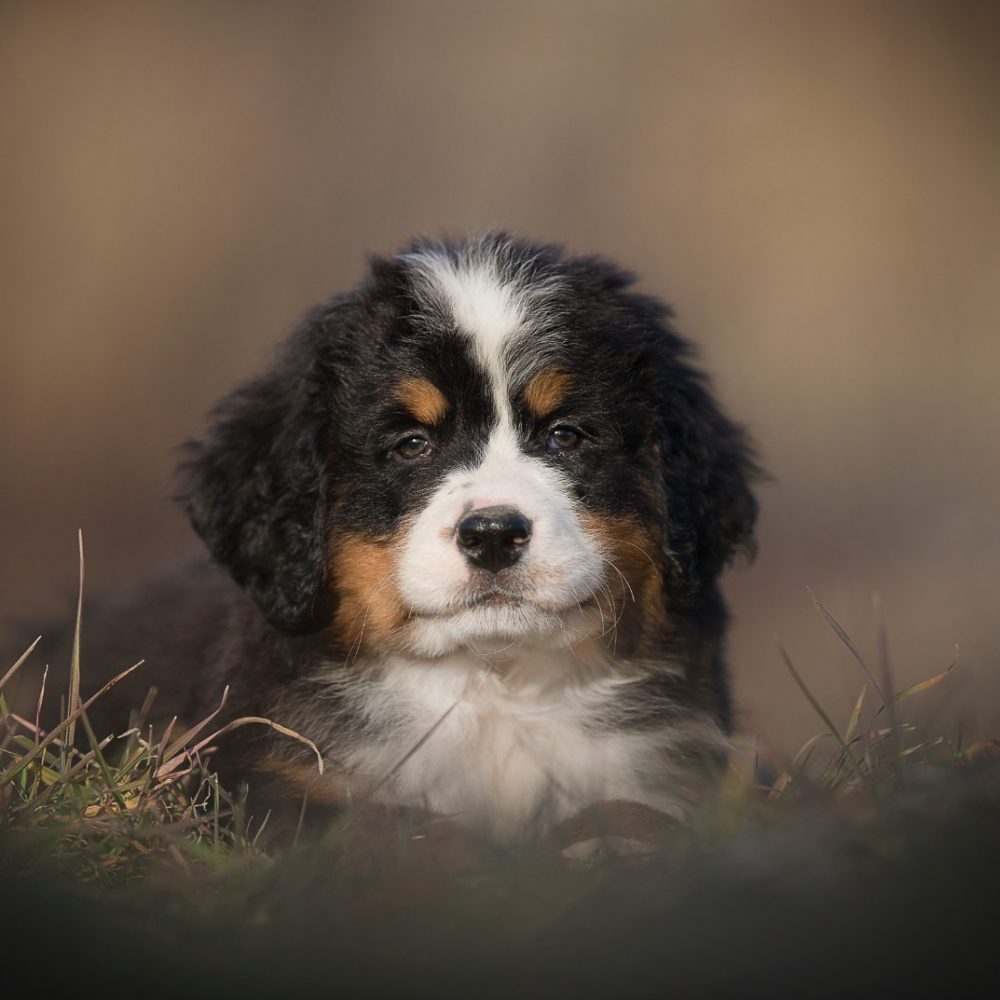 bernese4