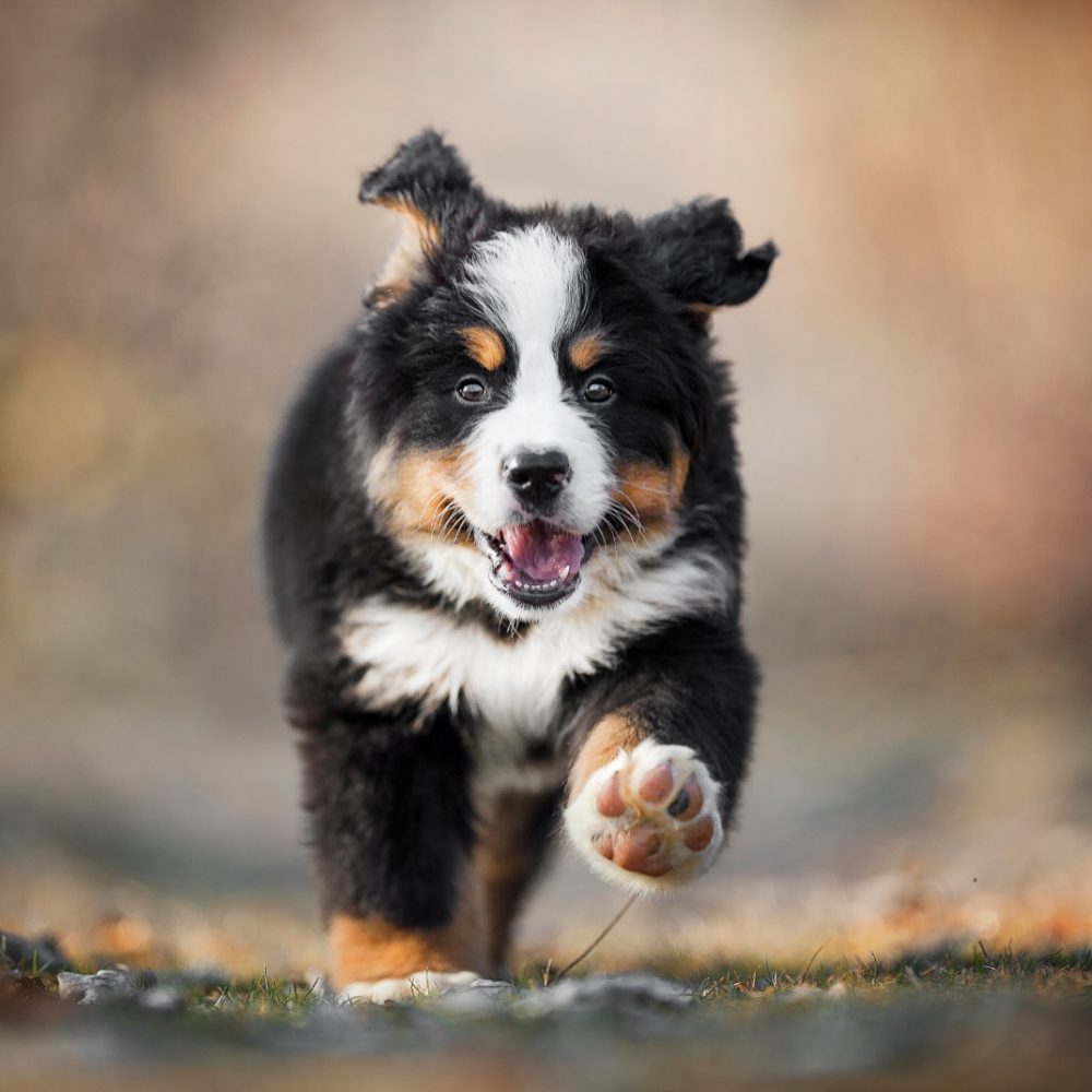 cucciolo bernese