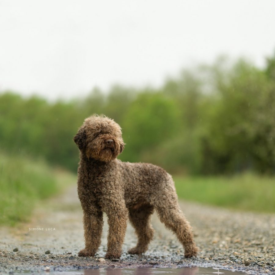 miky1