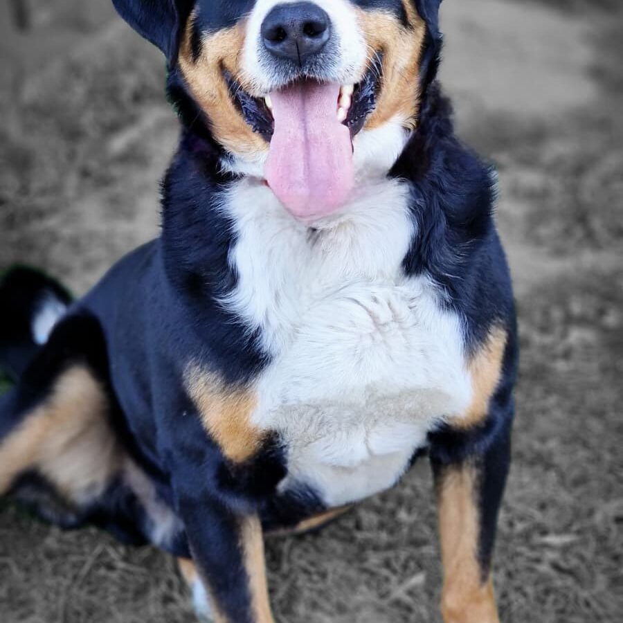Toby