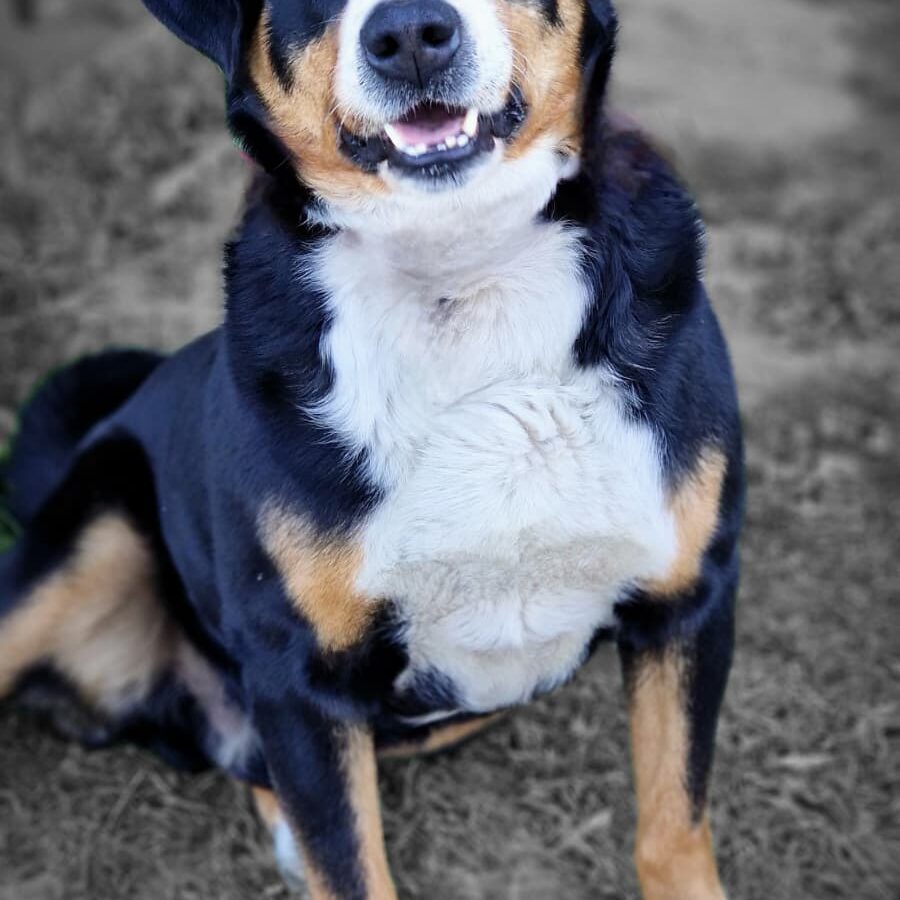 Toby